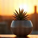 Austin skyline with a ceramic pot, representing local expert approval