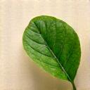 Leaf symbol on a ceramic surface, indicating non-toxic material safety certification